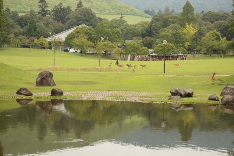 奈良市_フォトウェディングロケ_奈良公園